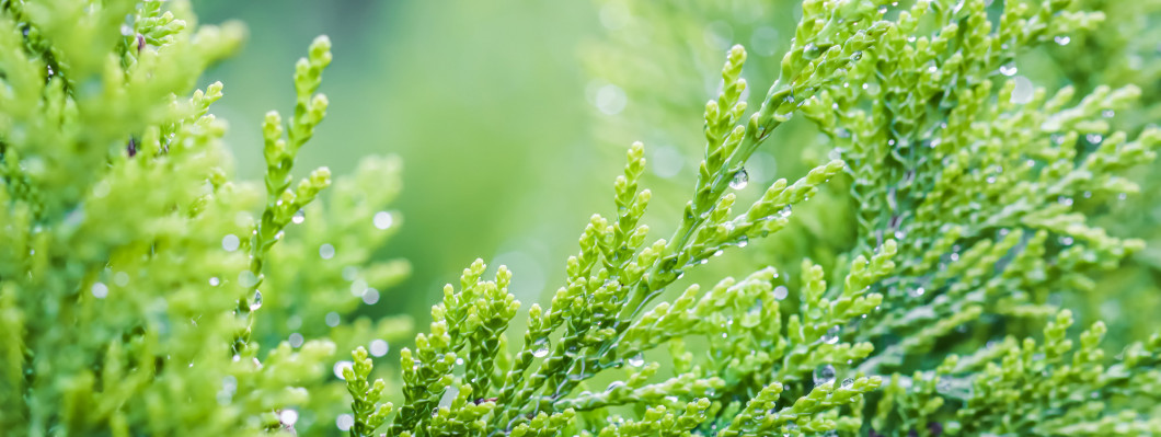 Closeup green leaves of evergreen coniferous tree Lawson Cypress