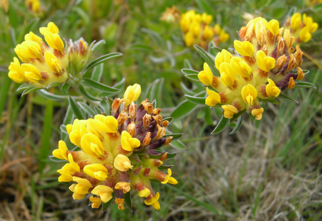 oshonos-kerti-novenyeink-Anthyllis_vulneraria_nyulszapuka