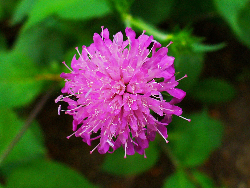 oshonos-kerti-novenyeink-Knautia_drymeia_magyar-varfu