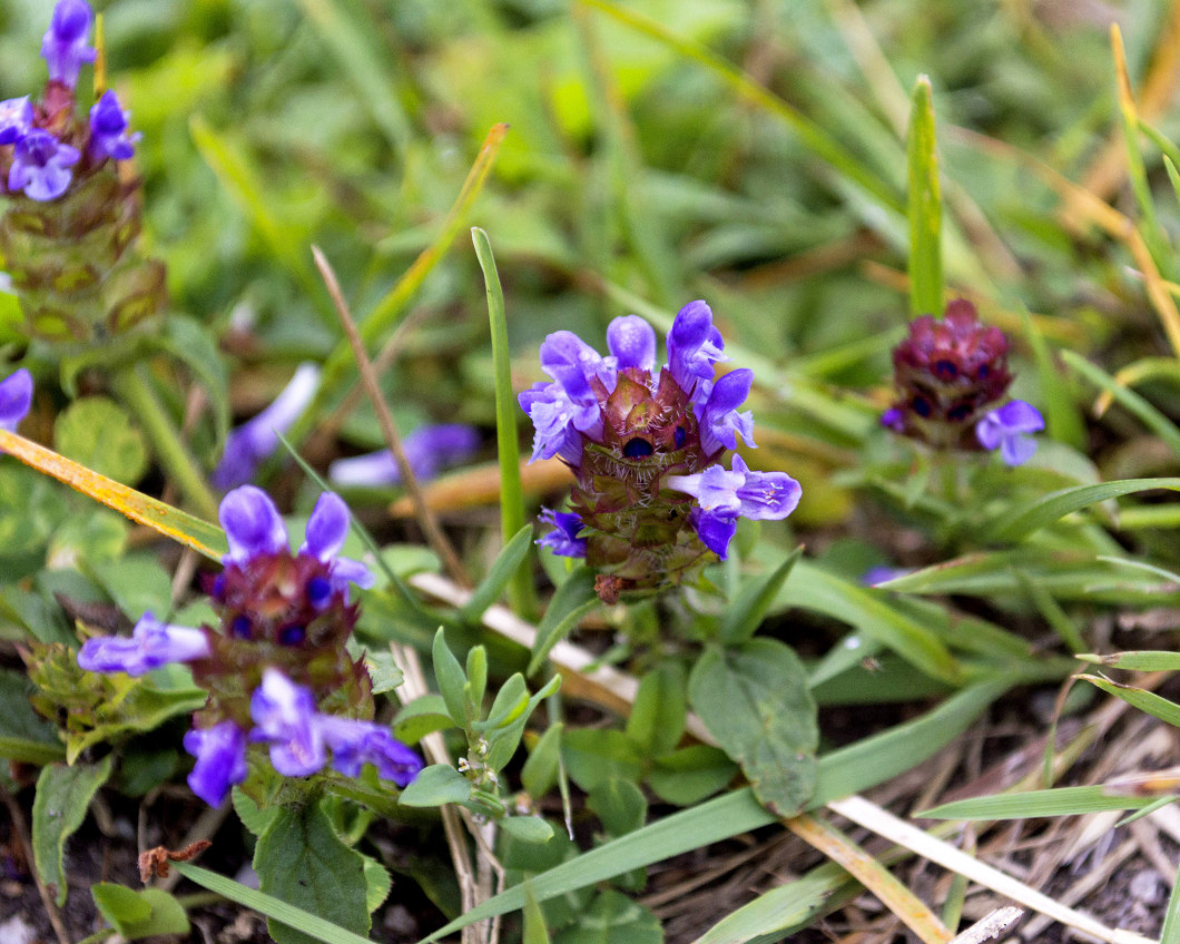 oshonos-kerti-novenyeink-Prunella-vulgaris-kozonseges-gyikfu