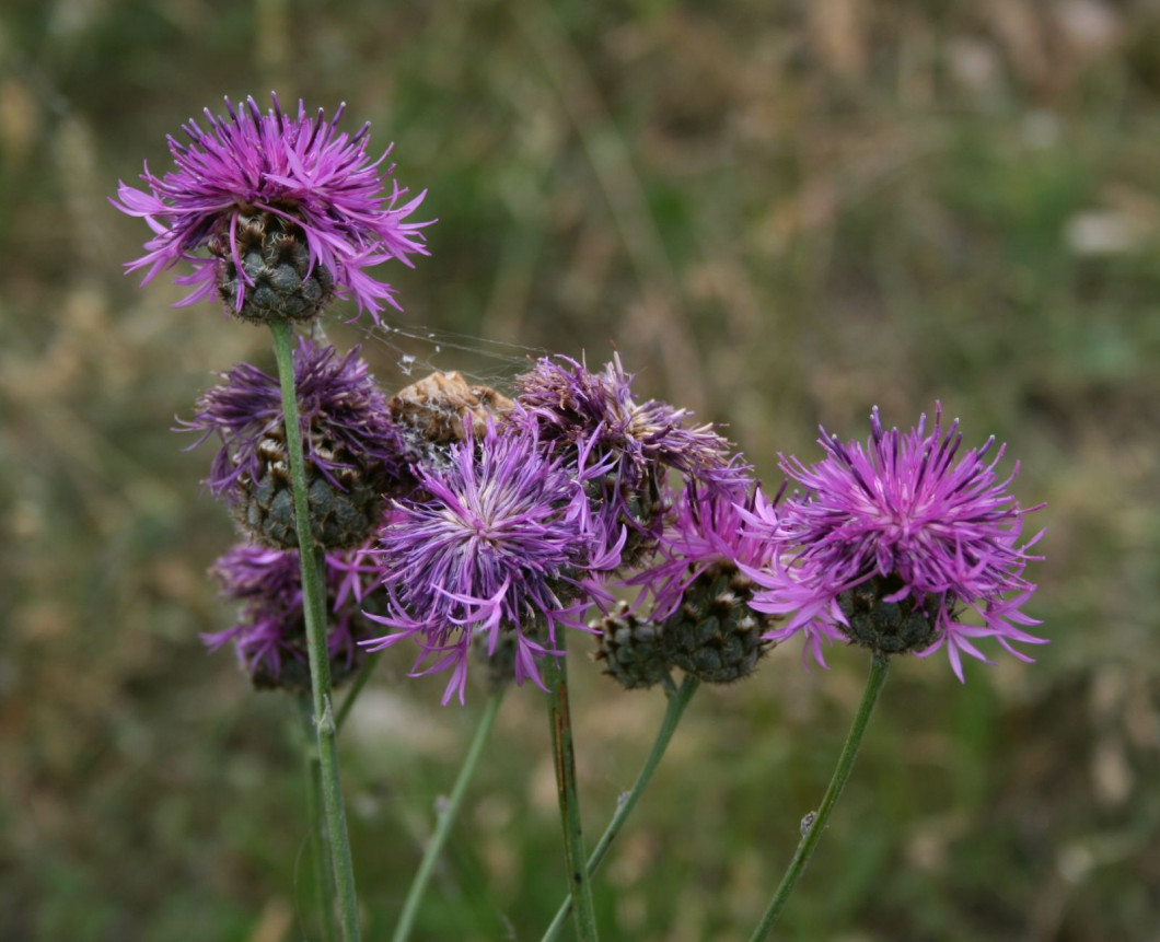 oshonos-novenyeink-vastovu-imola-Centaurea_scabiosa_sadleriana