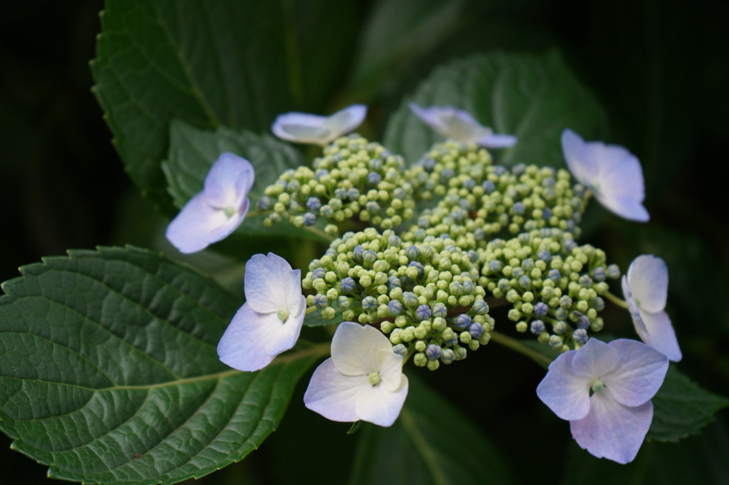 Hydrangea anomala subsp.