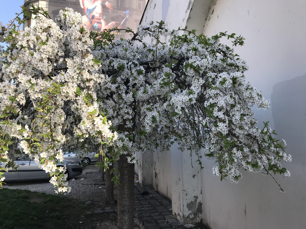 viragzo-fa-budapest