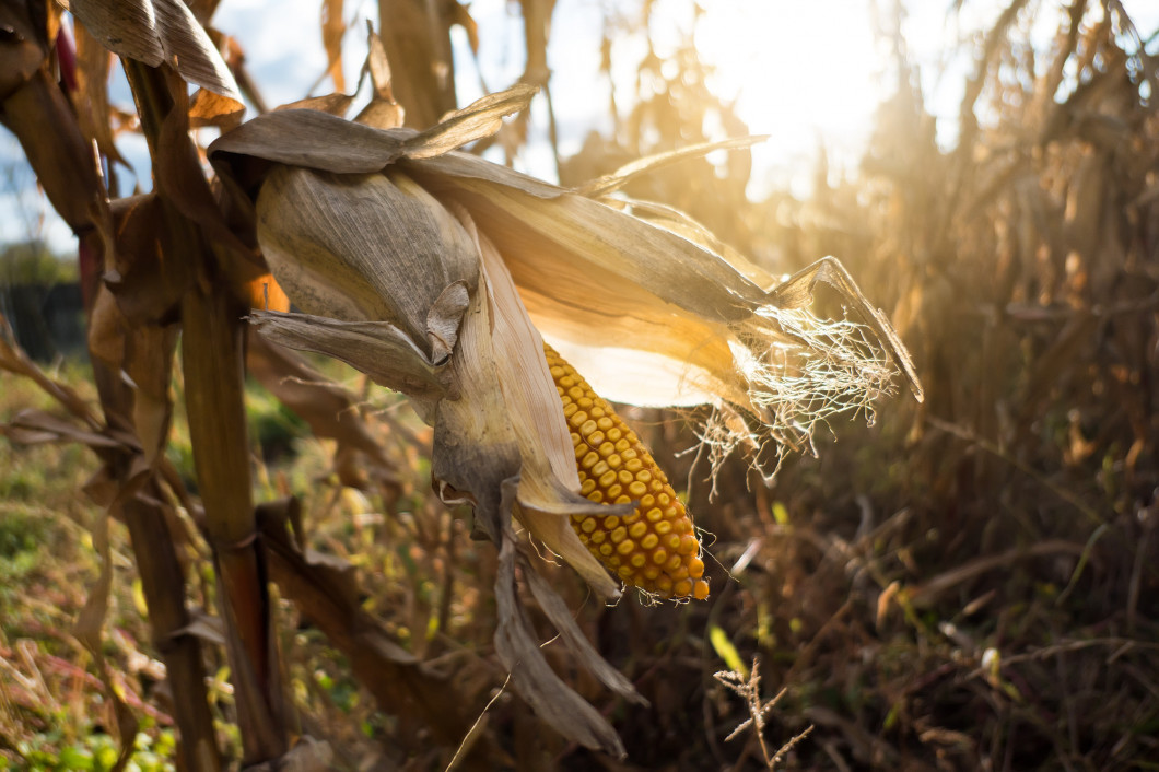 Ripe maize corn on the cob