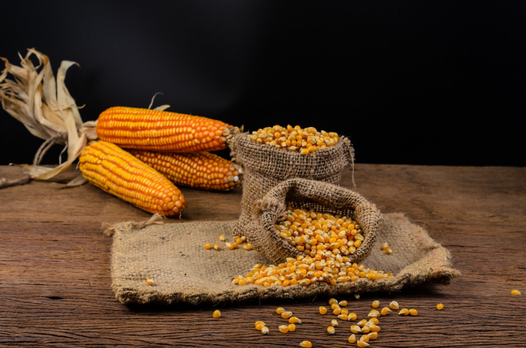 Dried corn in sackbag on wooden table