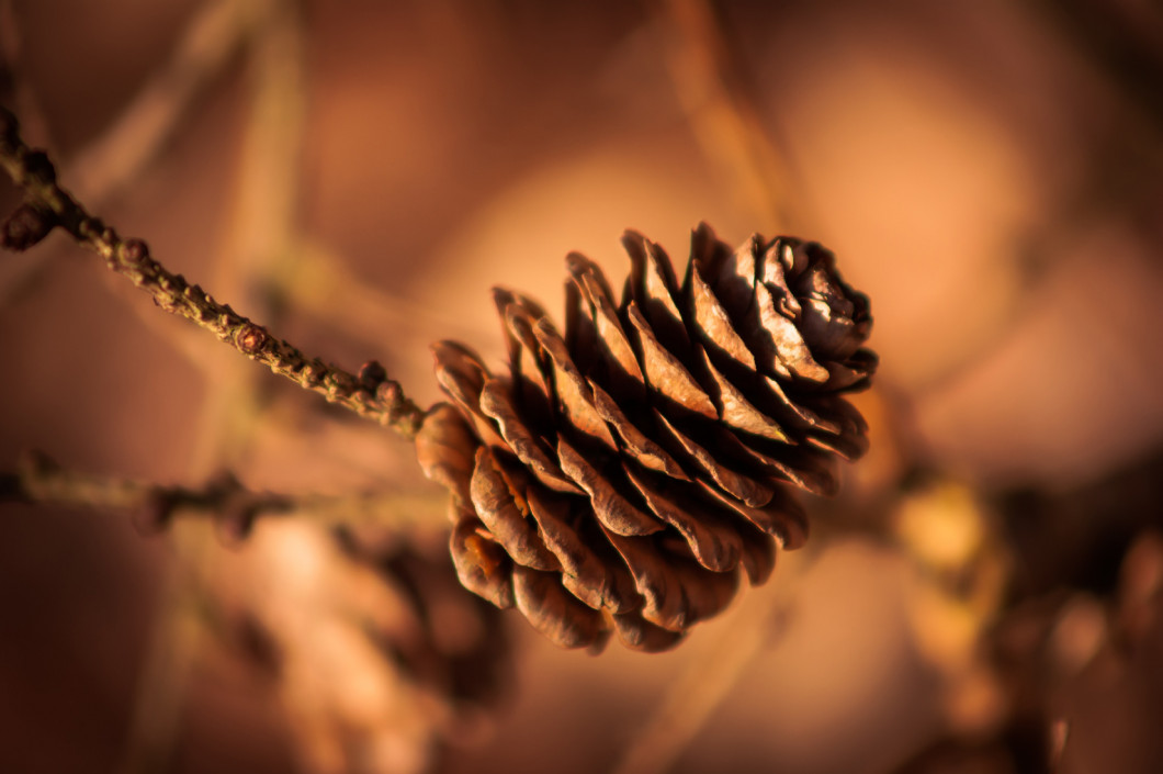 Autumn - pinecone one a branch