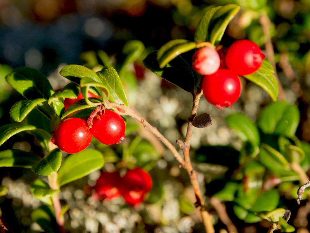 bush of ripe lingonberry