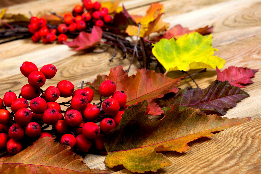Thanksgiving wreath with leaves and rowan berries, close up