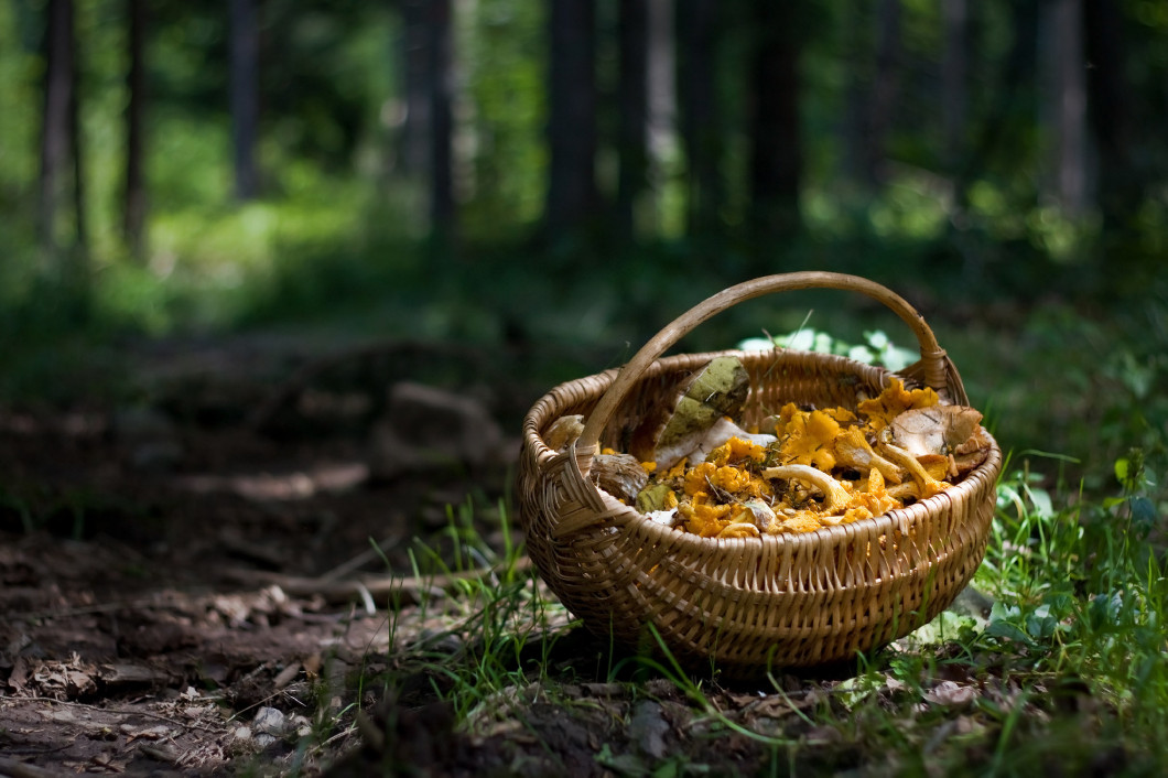 Basket full with forest mushrooms; Cantharellus cibarius, Boletus edulis, and other edible ones. Chanterelle is the common name of fungi in the genus Cantharellus.