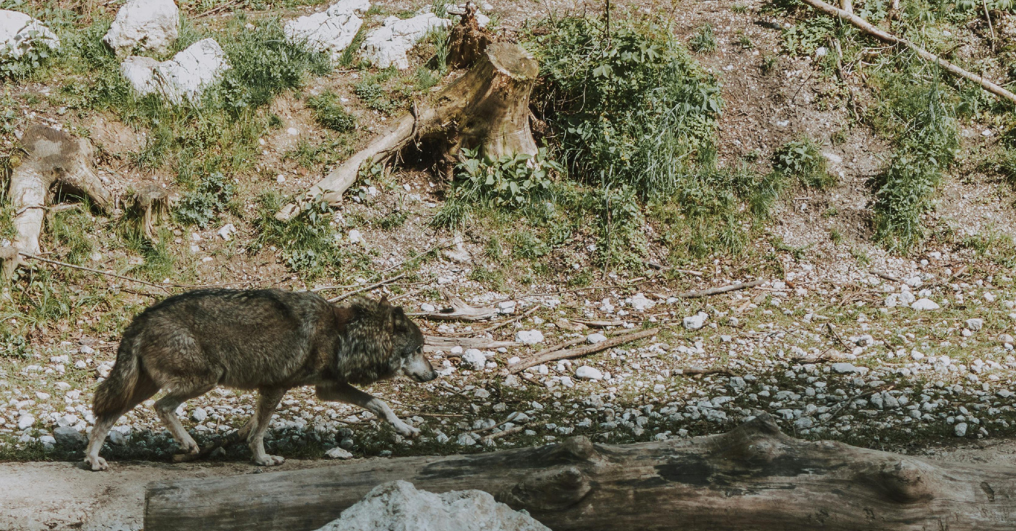 They tackle the river and the forest, but we chase them – let's look at wolves differently!
