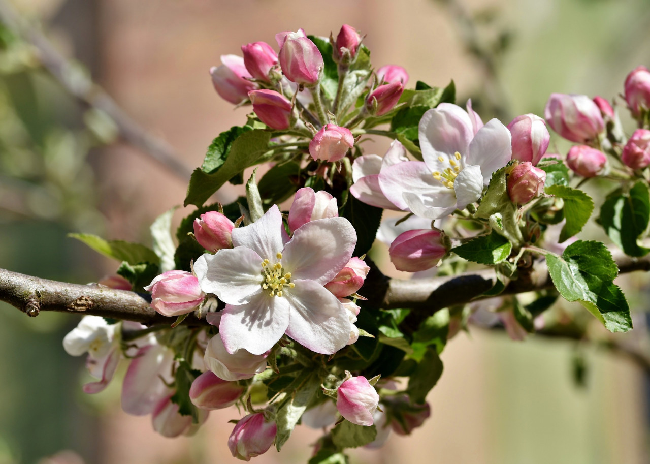 apple-blossoms-4136856_1920_Pixabay