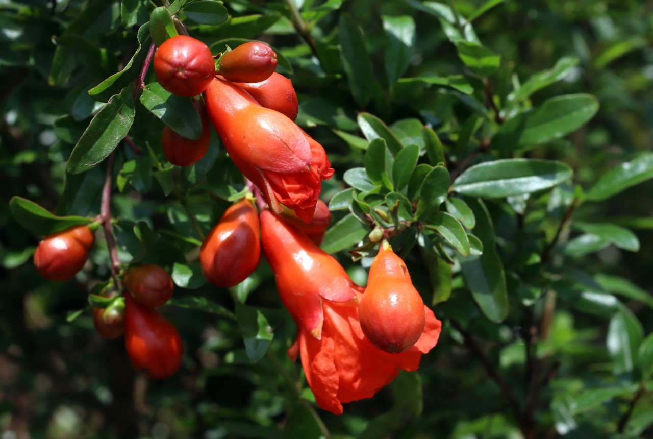 pomegranate-flowers-6534082_1920_Pixabay
