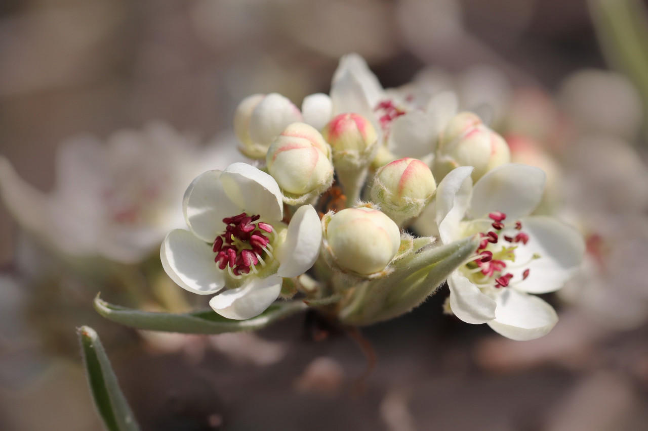 pear-blossom-6171787_1920_Pixabay