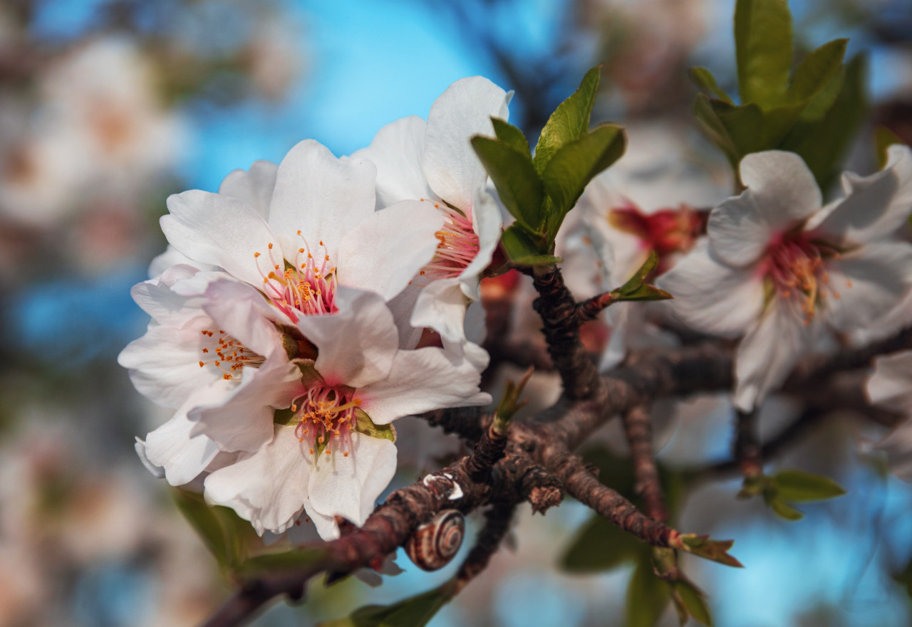 almond-blossoms-flower-petal-plant-branch-1637433-pxhere.com