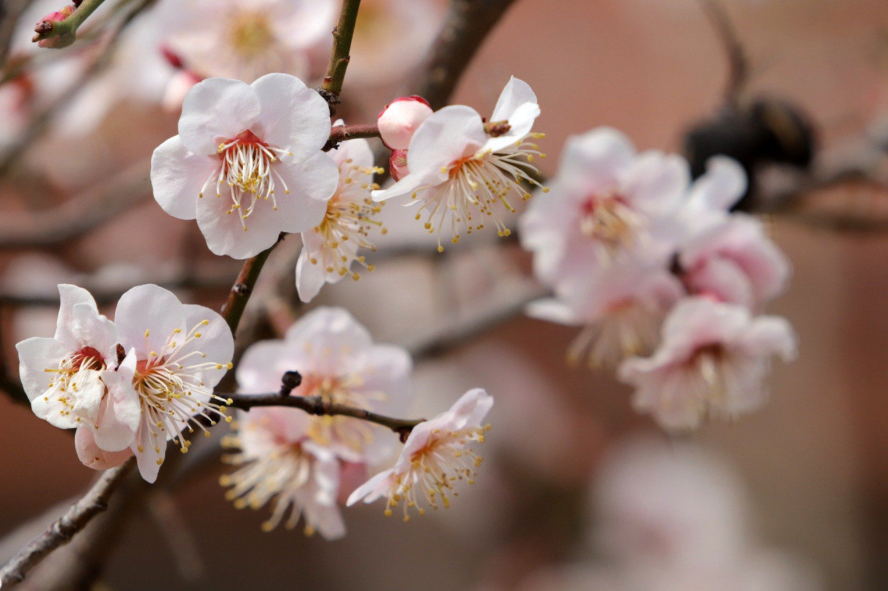 plum-blossoms-7860381_1920