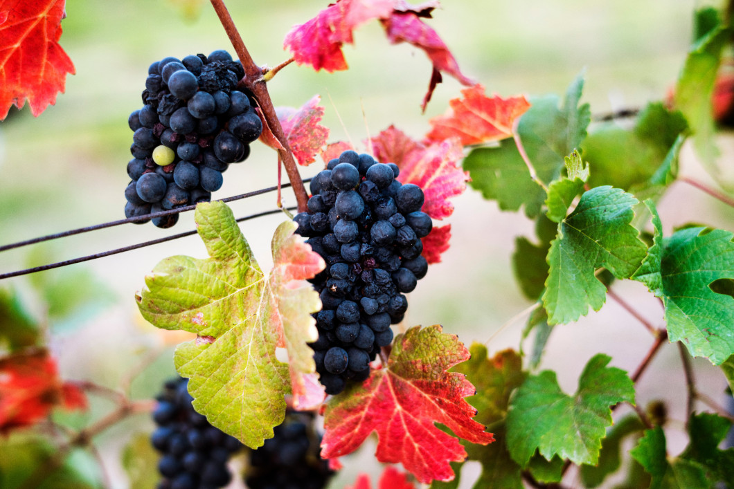 Grapes Hanging with Leaves in Vine Yard
