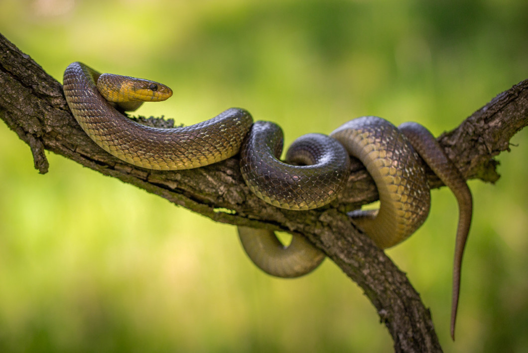 Aesculapian snake Zamenis longissimus in Czech Republic