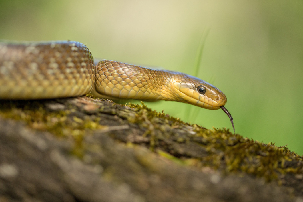 Aesculapian snake Zamenis longissimus in Czech Republic