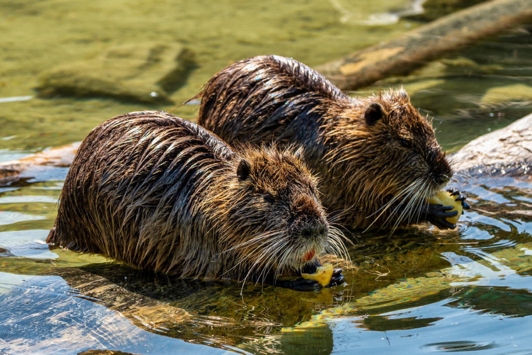 Coypu, Myocastor coypus, also known as river rat or nutria