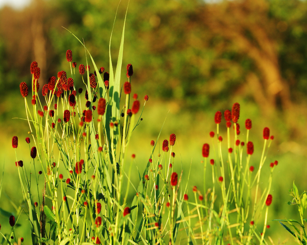  Sanguisorba officinalis. great burnet. 