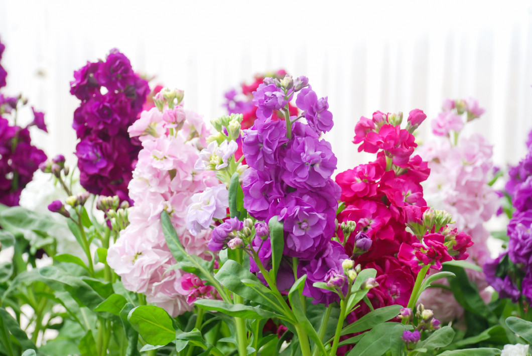 Matthiola incana flower, stock flowers, cut flowers in nursery