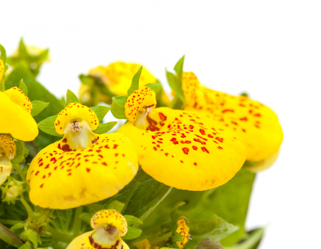 yellow Calceolaria isolated on white