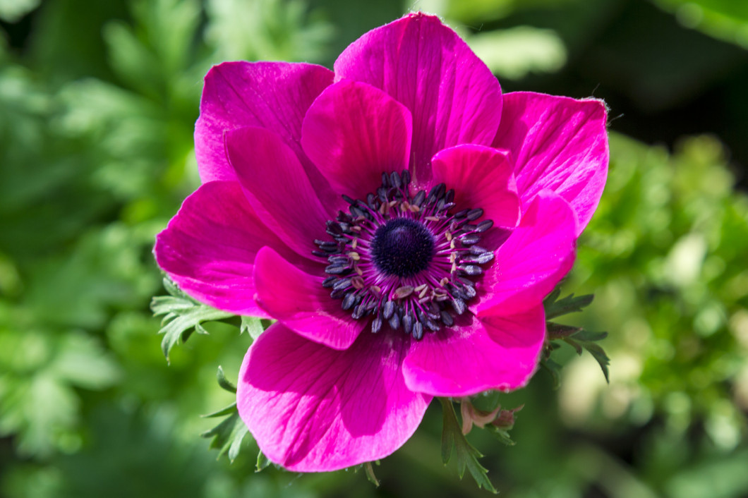 Anemone pink flower