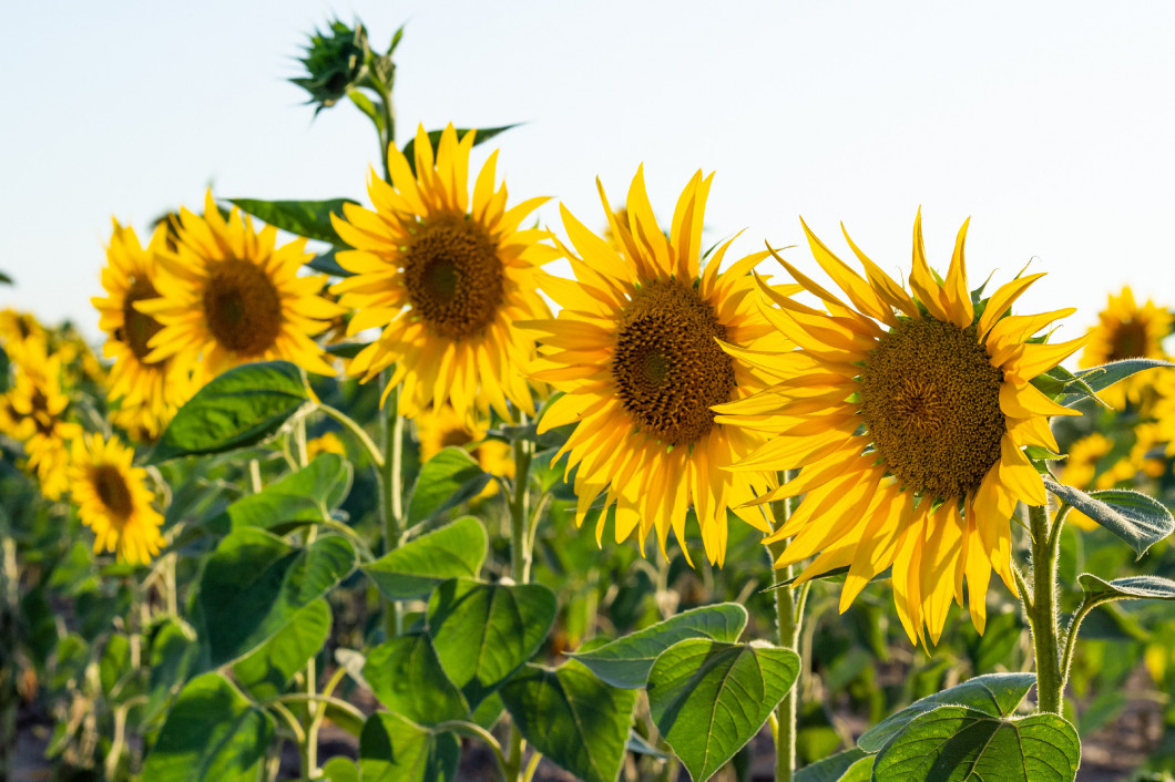 Two yellow sunflowers with bumblebee on a sunny day against the sky