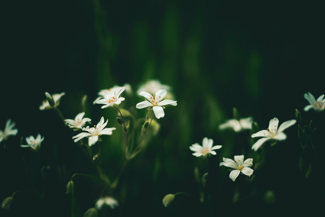 white flower and green tropical leaves beautiful alley and ornamental plants on green