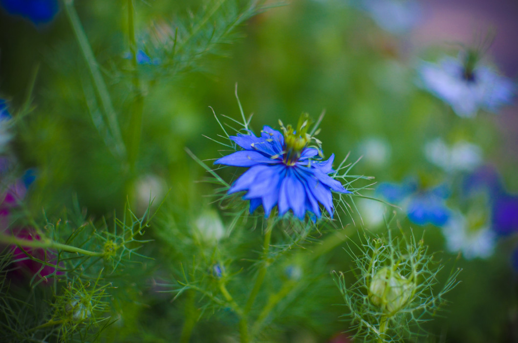 Nigella sativa - nature blue and white flowers