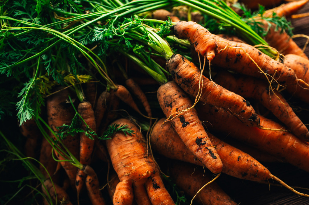 Fresh carrots from the garden close-up on a wooden background