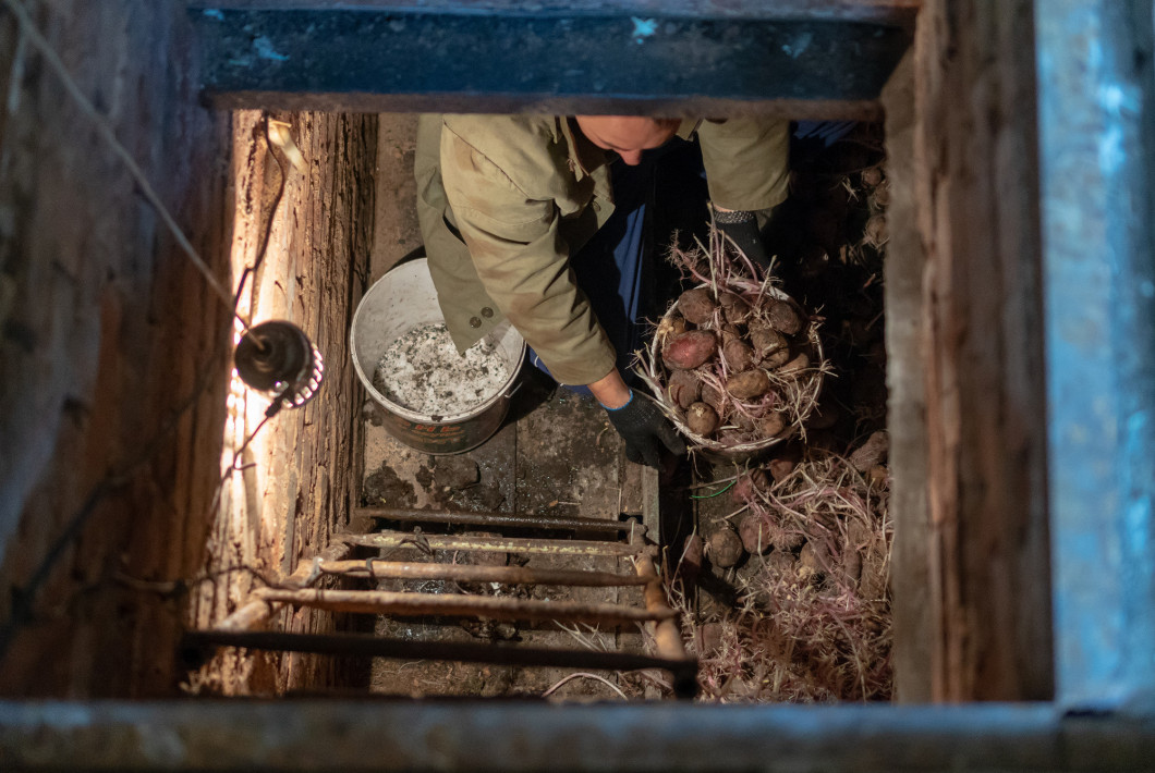 a man in the cellar is sorting potatoes. Russian tradition of storing vegetables in the cellar of the house. The potato has sprouted. Danger of being in the cellar