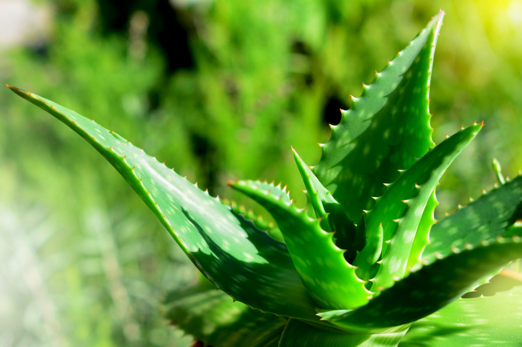 aloe vera plant in sunlight