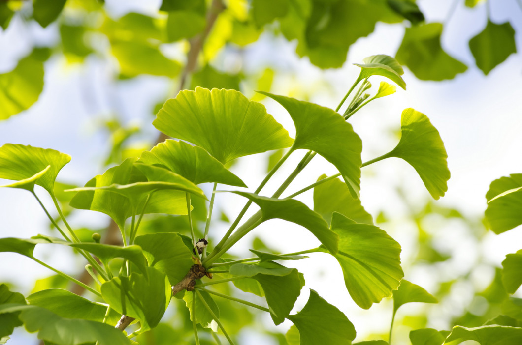 Ginkgo Biloba