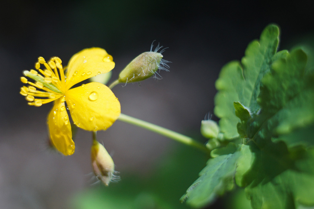 Wild meadow flowers photo