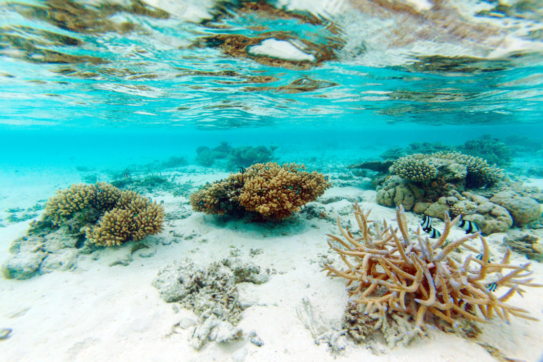 Shallow Water Coral Reef