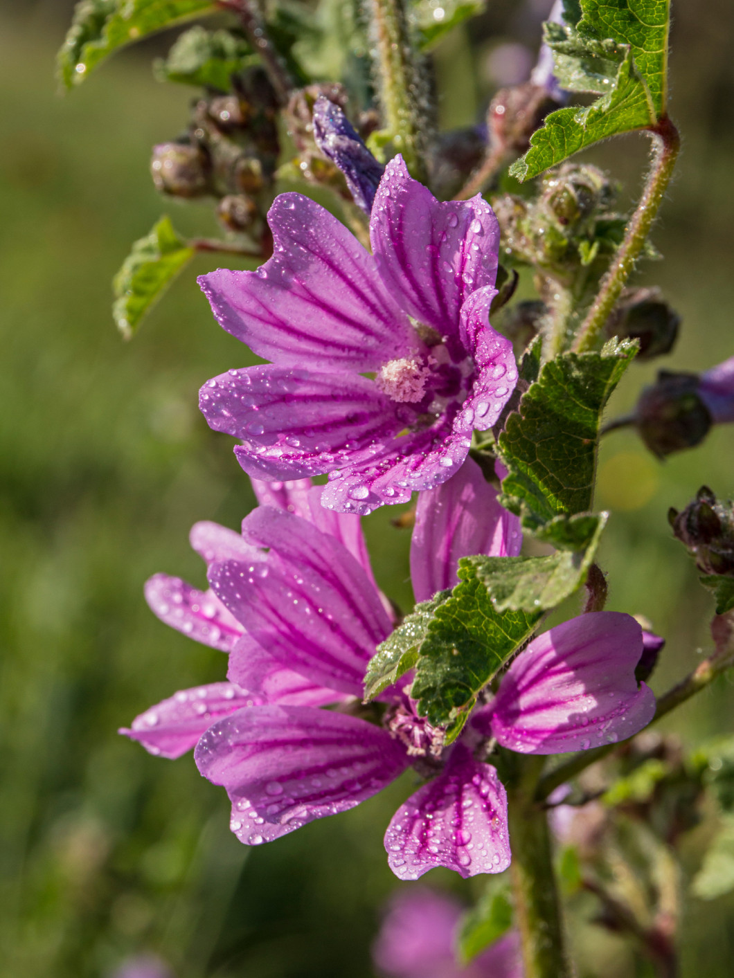 Mallow flowers