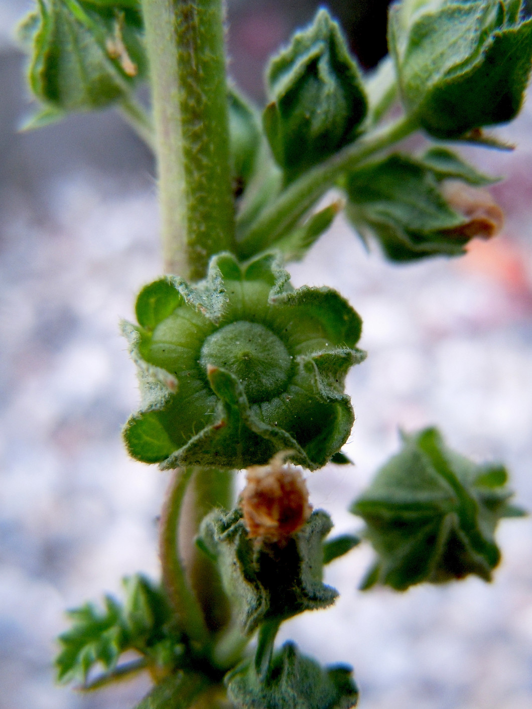 Malva neglecta