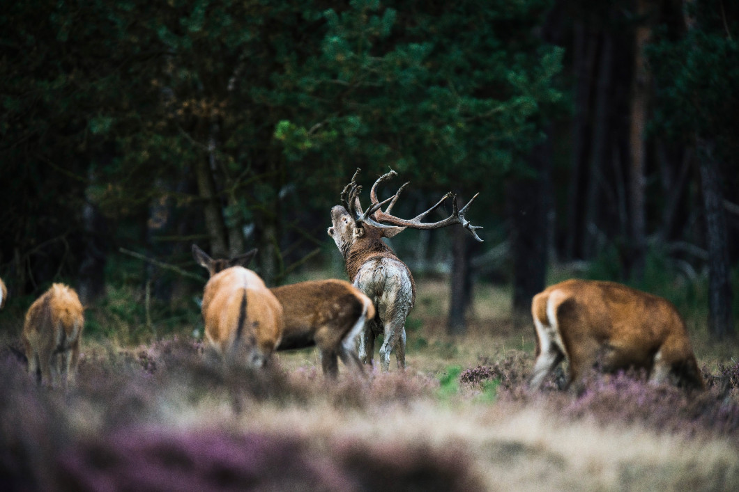 Roaring red deer stag between herd of hinds in mating season. Na