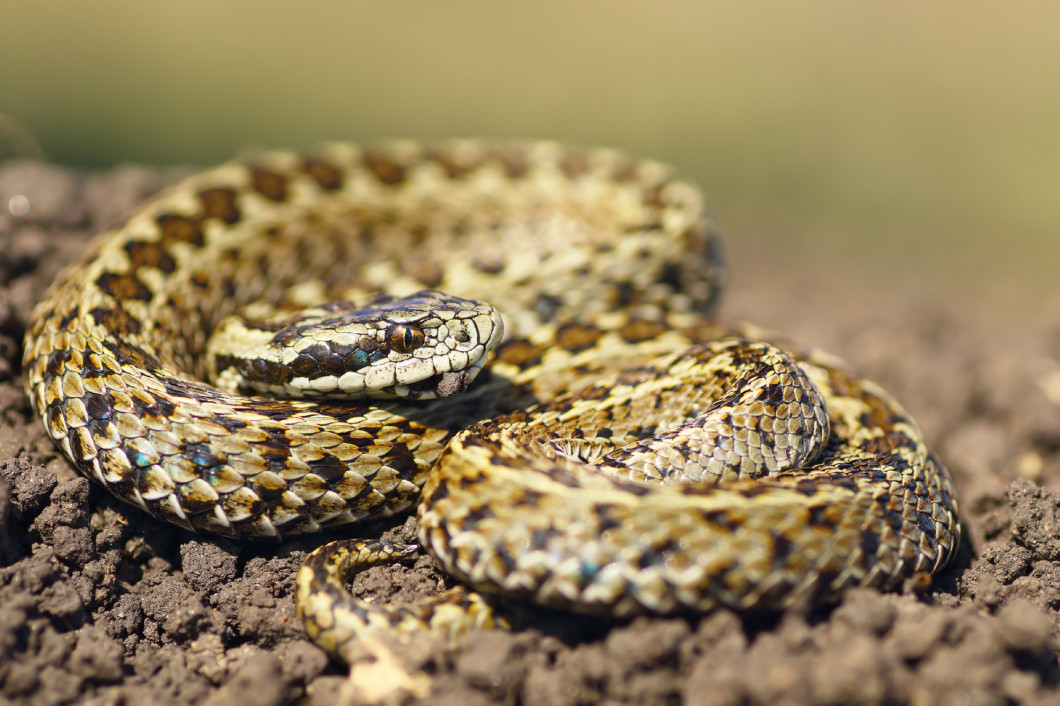 beautiful meadow viper ready to attack