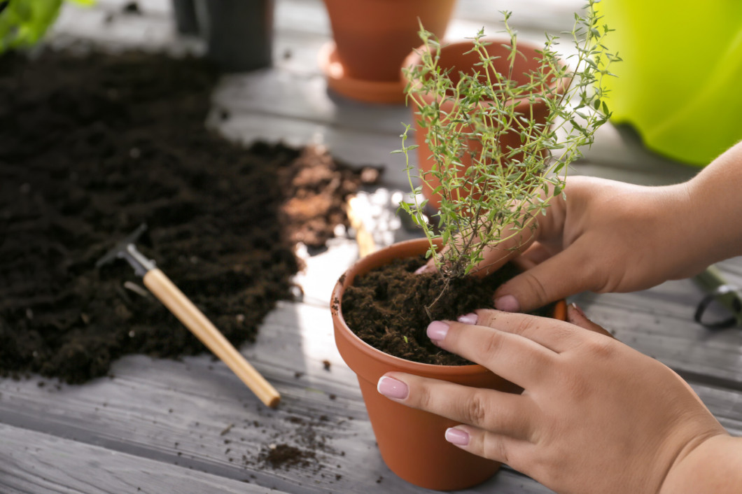 Woman repotting fresh thyme, closeup�