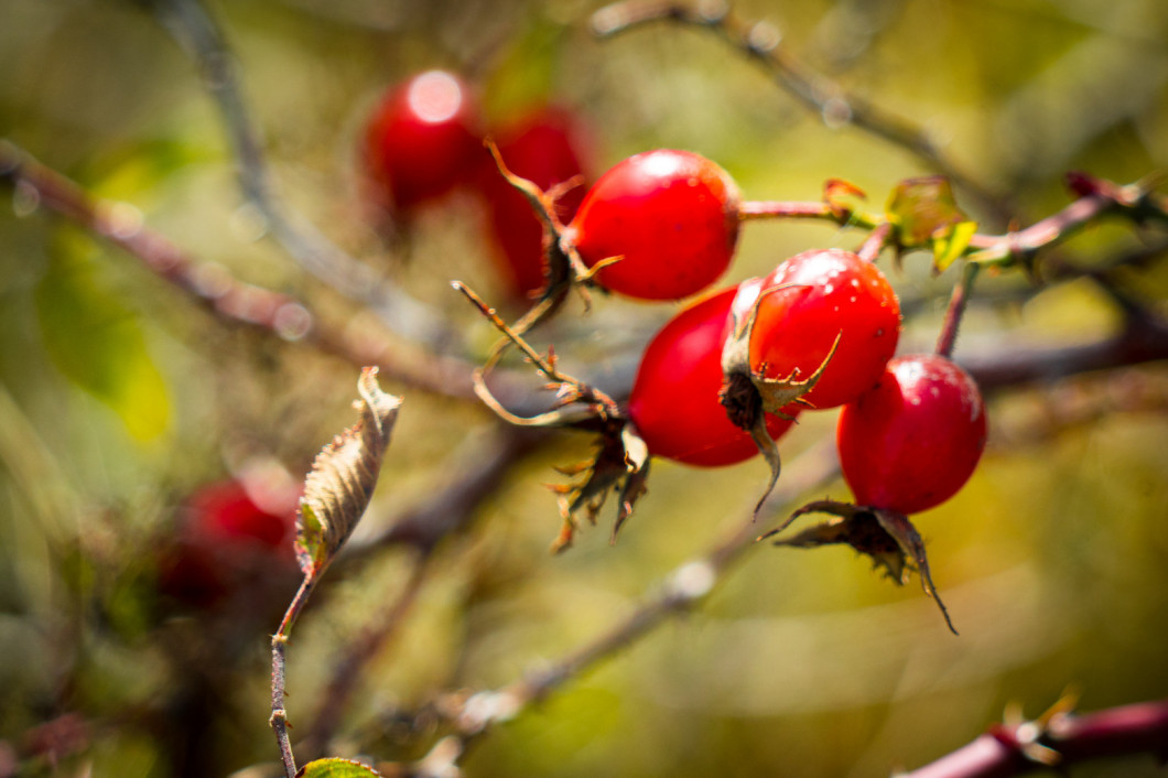 Rosehip berries on the branches. Photography in the fall. Place for your text.