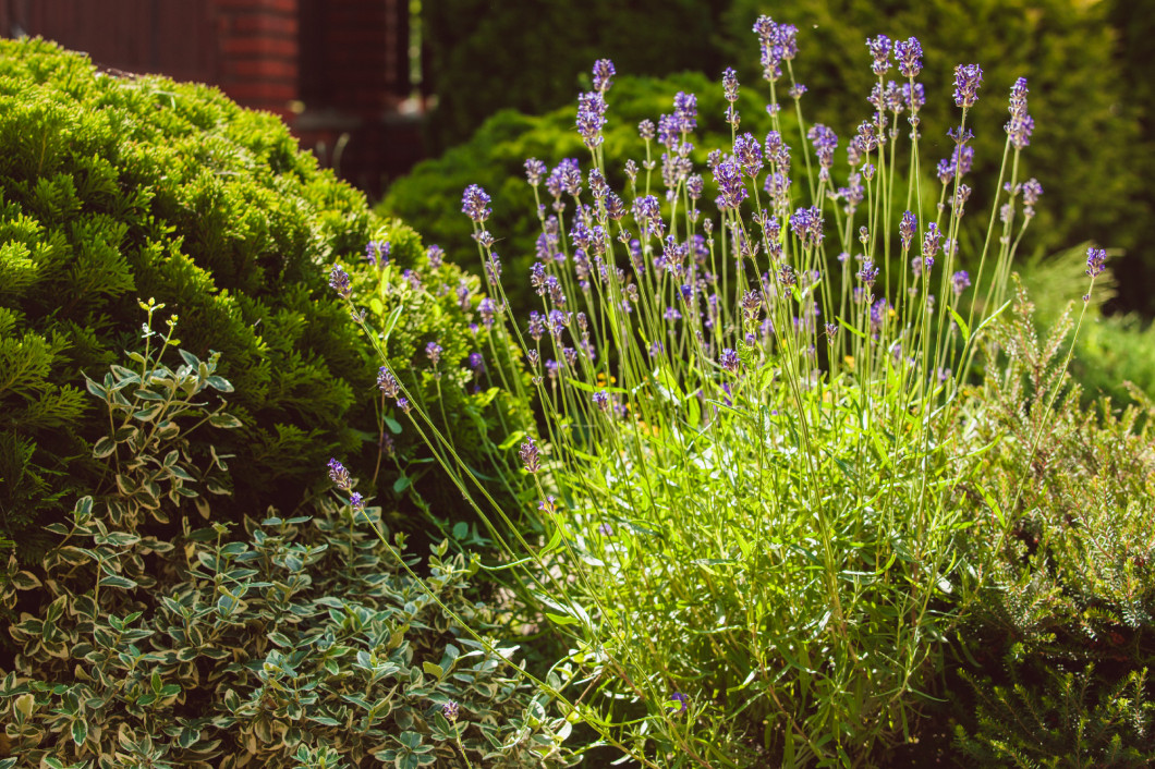 Lavender on rockery