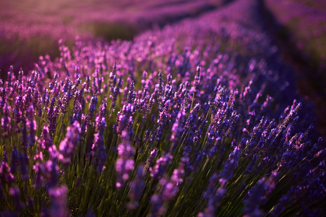 Lavender field, violet lavender flowers (Provence, France)