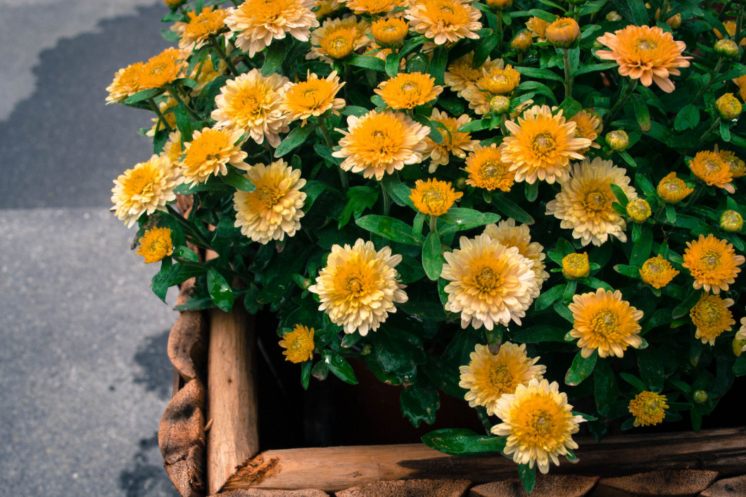 Colorful autumnal chrysanthemum