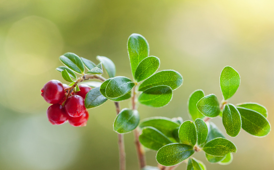 red bilberry