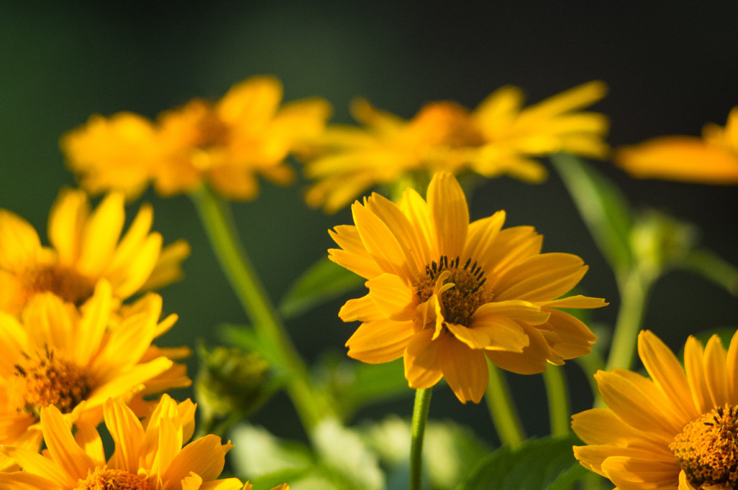 bouquet of bright yellow flowers Heliopsis helianthoides