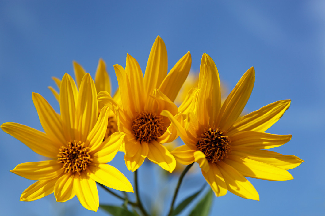 Yellow topinambur flowers (daisy family) against blue sky