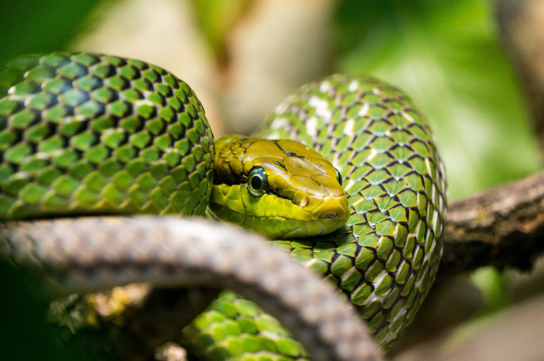 Red tailed Green Rat snake