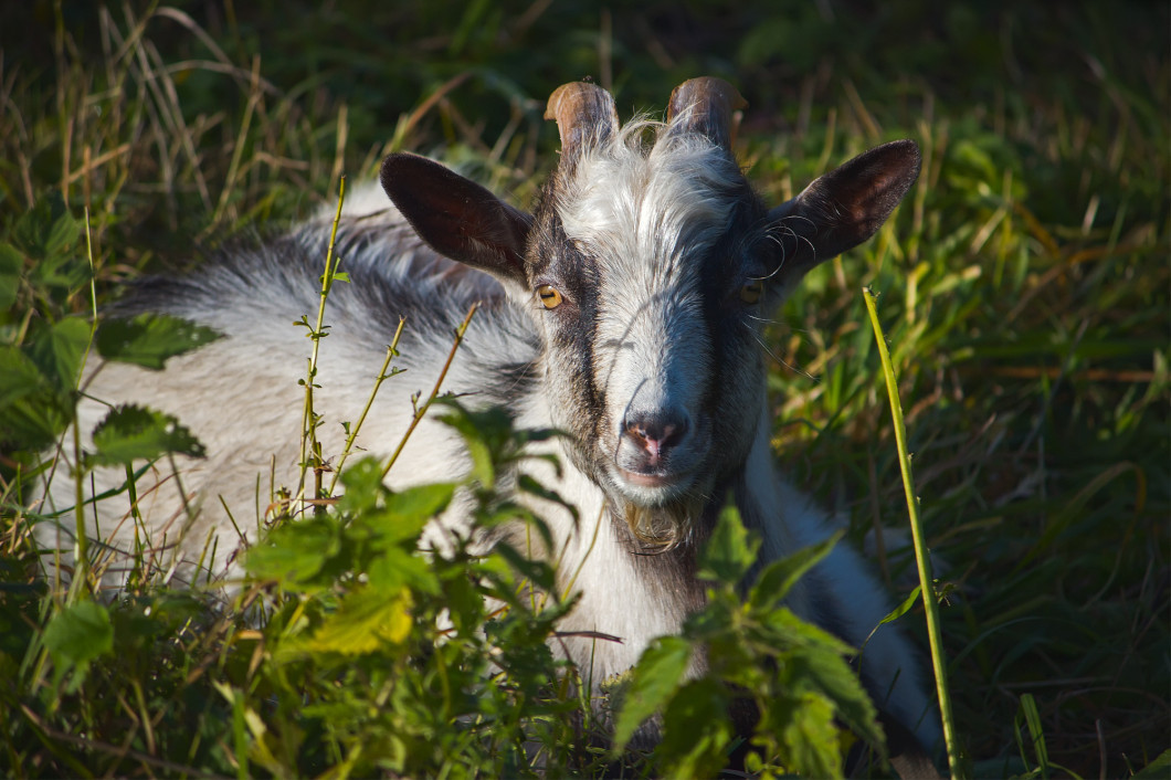 tiny goat eating leafs beside stream